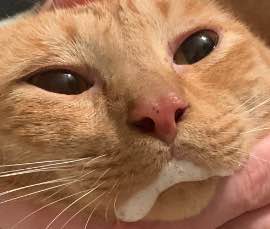 My cat, Russet. He's an orange boy. His mouth is foamy from taking his meds.